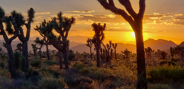 Boy Scout Trail area